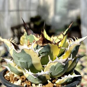 アガベ 多肉植物 チタノタ スナグルトゥース 自家繁殖極上斑入り美株の画像1