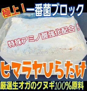 一番菌で作成！ヒマラヤひらたけ菌糸ブロック【4個】トレハロース、キトサン強化配合！オオクワ、ヒラタ、ニジイロ、ギラファが巨大化！