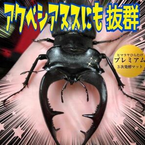 ミヤマ、ノコギリに抜群！プレミアム3次発酵クワガタマット☆特殊アミノ酸強化配合！微粒子仕上げ！産卵にもお薦め！トレハロース増量！