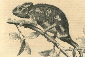 1858 year France chameleon France GRAVURE ANTIQUE PRINT 1858