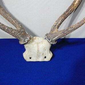 今月のお買い得品 CA-149 鹿角 鹿の角 オブジェ 頭 頭蓋骨 壁掛け 頭部 飾り インテリア アンティーク 刀掛けの画像2