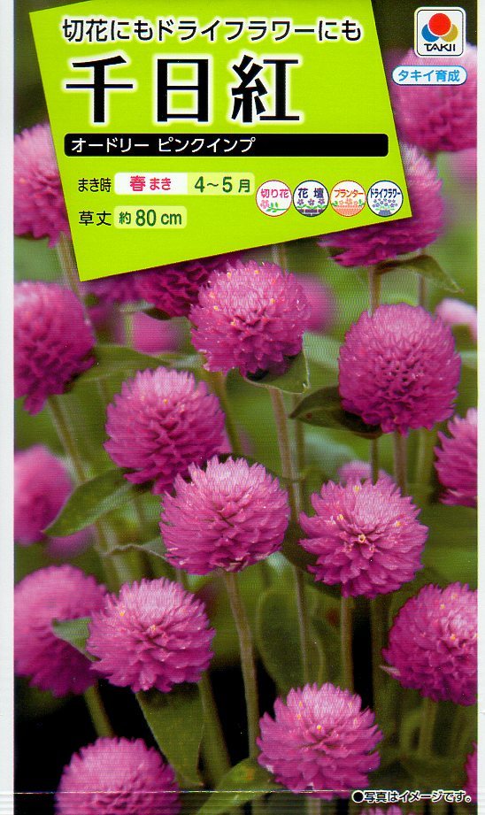 花の種 センニチコウ 千日紅 赤 白 ピンク Mix おまけ付き Www Proplanuk Co Uk