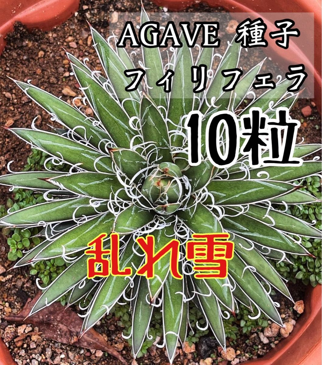 メーカー包装済】 発芽率90%!アガベ オテロイ種子500粒 植物/観葉植物