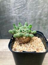 Euphorbia atroviridis E25【良型】 ユーフォルビア アトロビリディス_画像2