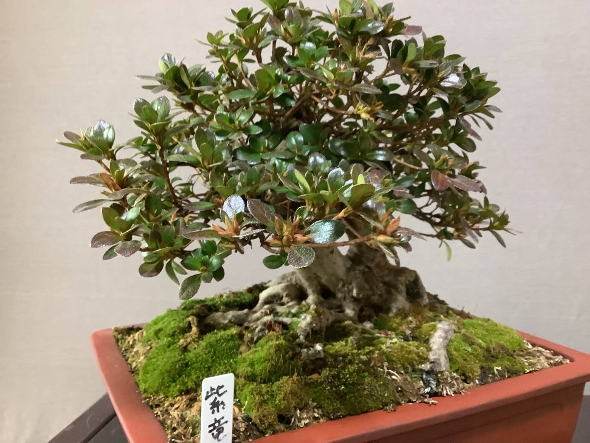 SALE/60%OFF】 盆栽 皐月 紫龍の舞 植物/観葉植物 - education.semel