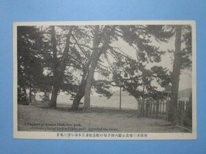 e9736丹後天の橋立公園内御手植の記念松及日本海絵葉書