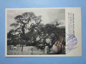 e1306広島県　鞆の風光平重盛手植えの松絵葉書