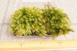 ■京都産 ヒノキゴケ 檜苔 / 苔栽培 苔玉 コケリウム テラリウム アクアリウム 苔盆栽 管UB04