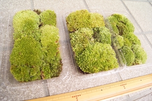 ■京都産 ホソバオキナゴケ ヤマゴケ / 苔栽培 苔玉 コケリウム テラリウム アクアリウム 苔盆栽 管UB05