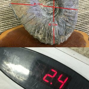 ■ アンモナイト 化石 シューパロ 約15×16cm 重量約2.4Kg 観賞石 (6) ★の画像10