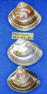 蛤 YSCW-0112-2 84.3mm1個と81.6mm1個と73.1mm1個　東京湾23区内採取　ハマグリクリアーアクリルラッカー表側６回、内側(白い方)２回塗装済