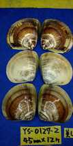 蛤　YS−0127−2　美しい模様　45mm12個　江戸前　貝合わせ　貝覆い　ハマグリ　貝殻　標本　材料_画像9