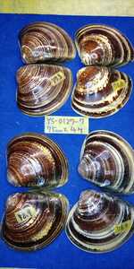蛤　YS−0127−7　75mm4個　江戸前　貝合わせ　貝覆い　ハマグリ　貝殻　標本　材料