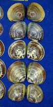 蛤　YS−0130−1　美しい模様　25mm30個　江戸前　貝合わせ　貝覆い　ハマグリ　貝殻　標本　材料_画像4