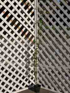 モッコウバラ 黄色 2m長尺 15cmポット 2個 苗木