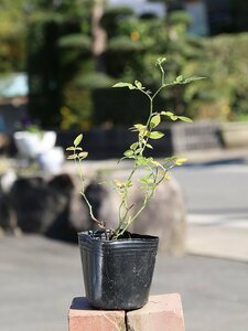 tsuru роза 9.0cm pot рассада 