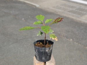 ka помятость ba гортензия 0.1m 10.5cm pot рассада 