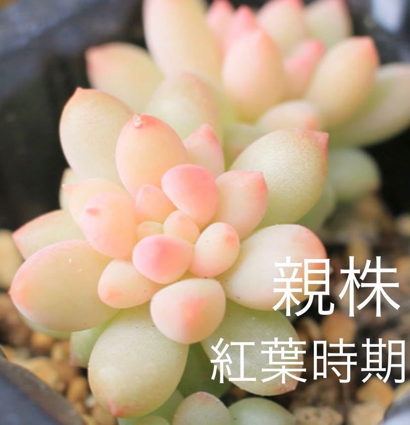 多肉植物 グランプラス錦 覆輪斑 カット苗 - chocaygiong.com