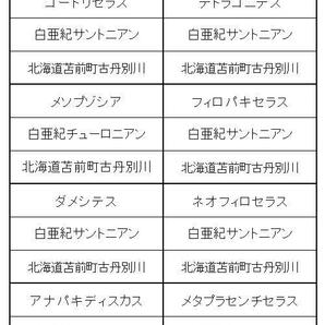 ■産地別 日本の化石 ■109 北海道 アンモナイト 8種セットの画像5