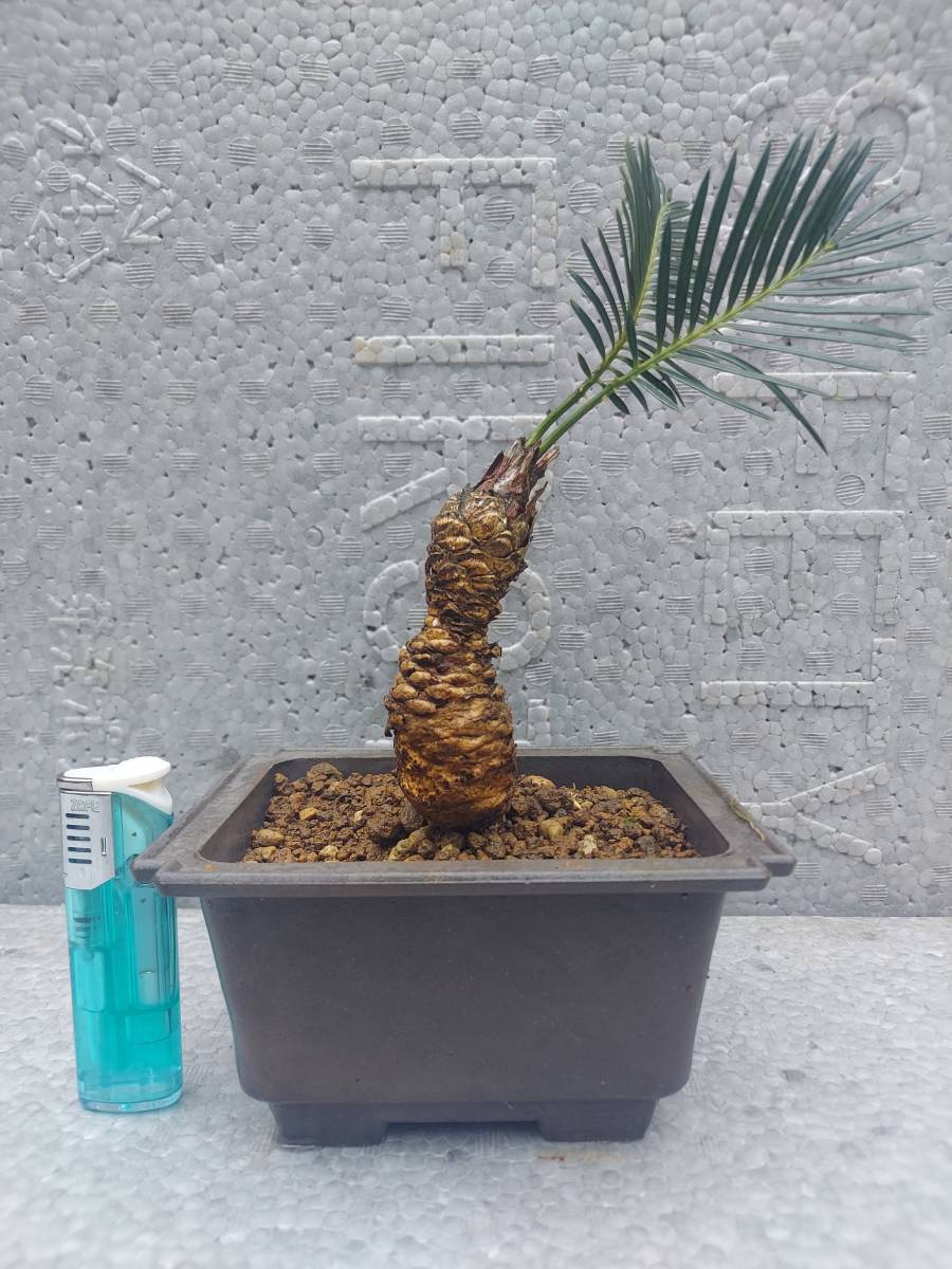 豪華な ys さん専用ソテツ 多頭レア B drenriquejmariani.com