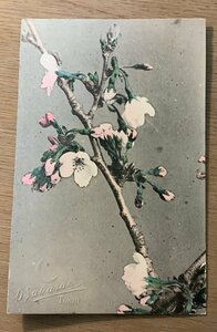 PP-8517 ■送料無料■ 桜 櫻 花 草木 植物 櫻花 明治 レトロ 風景 景色 絵葉書 エンタイア 写真 古写真/くNAら