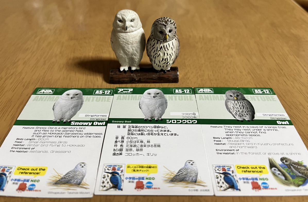ヤフオク! -シロフクロウの中古品・新品・未使用品一覧 ヤフオク! -シロフクロウの中古品・新品・未使用品一覧