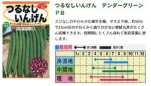 つる無しインゲン テンダーグリーンＰＢ 種子 野菜のたね 家庭園芸_画像2