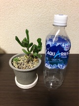 多肉植物 クラッスラ属 宇宙の木 ゴーラムの抜き苗です。_画像5