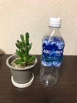 多肉植物 クラッスラ属 宇宙の木 ゴーラムの抜き苗です。_画像4