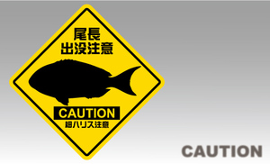 魚ステッカー（尾長出没注意)防水,UVカット,メジナ,グレ（中サイズ：縦14cm×横14cm）