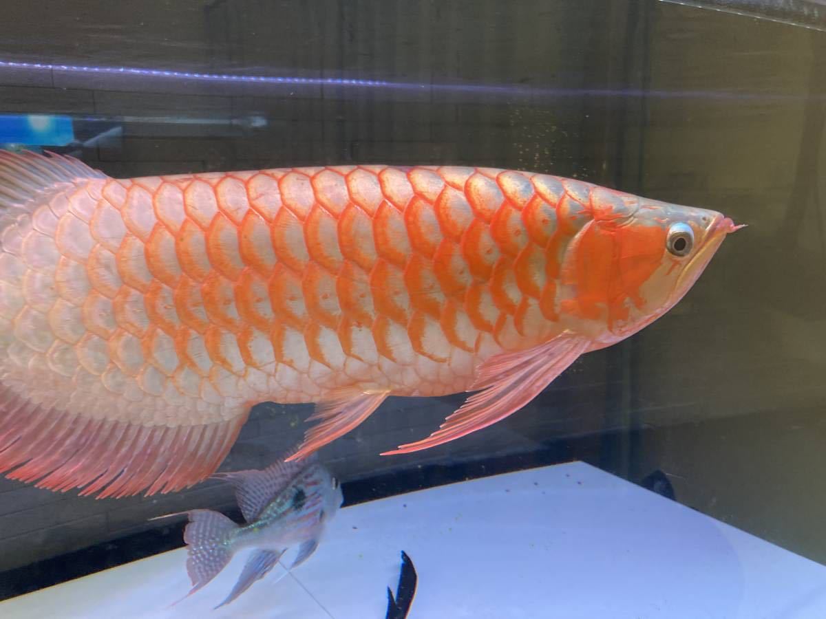 ヤフオク! -「紅龍アジアアロワナ」(熱帯魚) (魚類、水生生物)の落札 ...