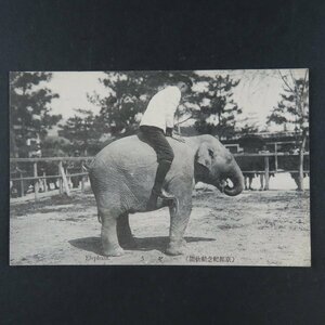 【絵葉書0493】京都記念動物園 ぞう 象 / 戦前絵はがき 古写真 郷土資料