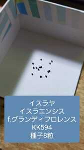 イスラヤ　イスラエンシス f.グランディフロレンス KK594 種子8粒