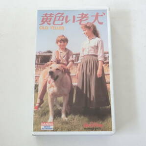映画 黄色い老犬 VHSビデオ ドロシー・マクガイア ディズニー Old Yellerの画像1