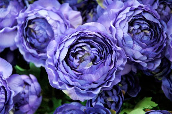 ● Renoncule 3 fleurs x 36 pièces Fleurs artificielles Art Intérieur Composition florale Fleur artificielle Fleur violette Matériau Matériau n°10, Artisanat, Artisanat, Fleur artistique, Fleurs pressées, Général