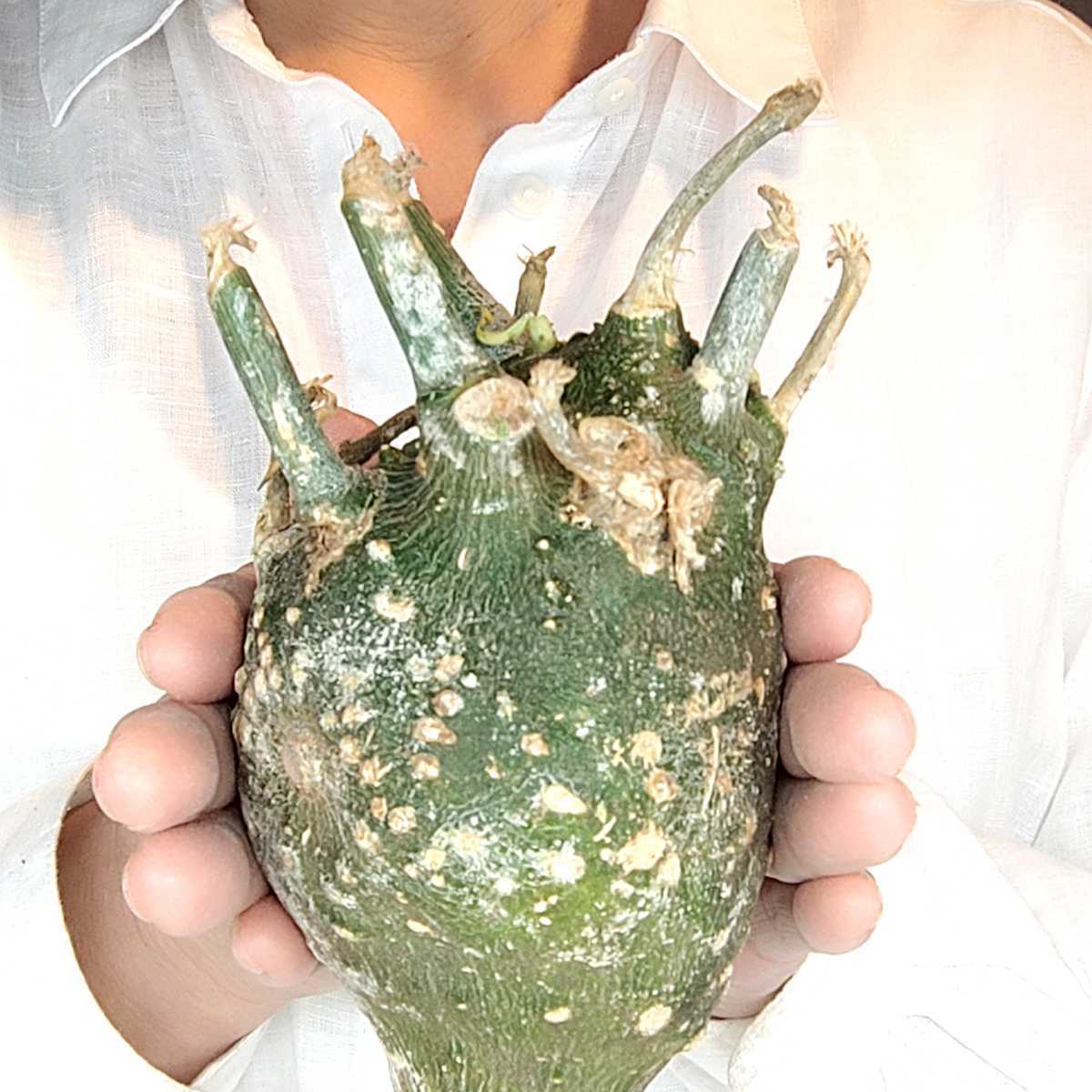 日本限定モデル】 アデニア グロボーサ① 植物/観葉植物 - talento
