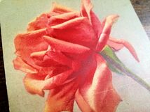花(9)E24◆薔薇 バラ ばら アンティークポストカード フランス ドイツ ベルギー イタリア イギリス ビンテージ 外国絵葉書_画像3