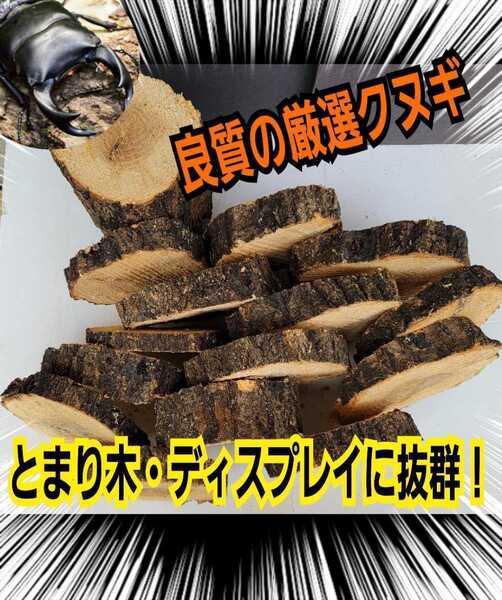 良質!クヌギ朽木の輪切り【5枚セット】カブトムシ・クワガタの交尾の場所に最適!足場、とまり木、転倒防止・ディスプレイにも抜群です!