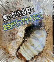 ニジイロクワガタに抜群！極上　黒アワビタケ菌糸瓶【6本】特殊アミノ酸強化！色虫、オオクワガタ、ヒラタの初令、2令幼虫にもお薦めです！_画像8