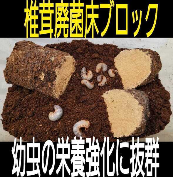 カブトムシ幼虫の栄養強化に! 椎茸菌床ブロック【2個】クヌギ100% ブロックのまま発酵マットに埋め込むだけで幼虫がモリモリ食べます!