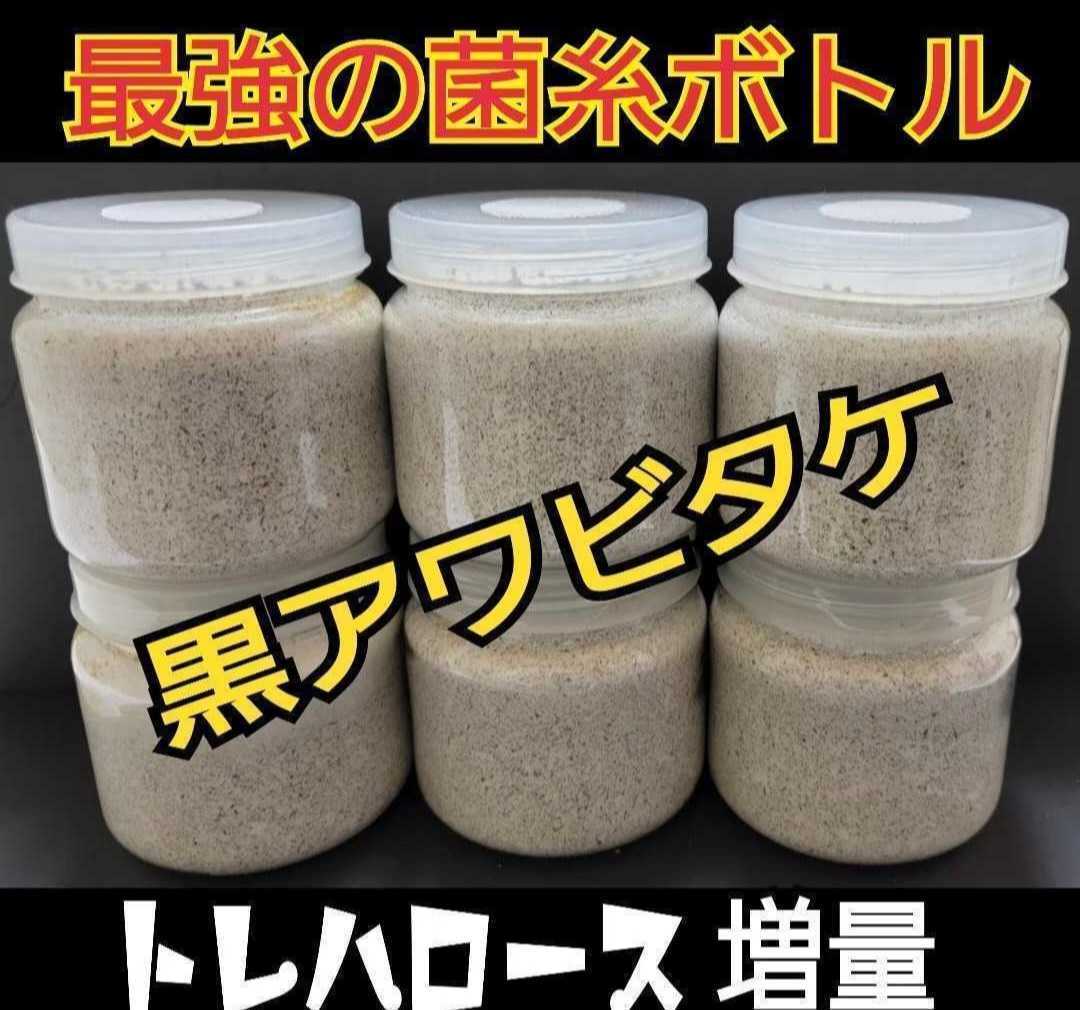 ニジイロクワガタに抜群！極上！黒アワビタケ菌糸瓶特殊アミノ酸
