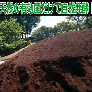 40gを超える国産カブト幼虫がゴロゴロでてきた!オオヒラタケ菌床自然発酵カブトムシマット(200L)天然のバクテリアのみで完成☆良く食べる