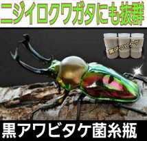 ニジイロクワガタに抜群！極上　黒アワビタケ菌糸瓶【6本】特殊アミノ酸強化！色虫、オオクワガタ、ヒラタの初令、2令幼虫にもお薦めです！_画像10