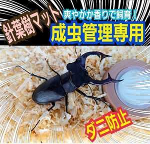  stag beetle * rhinoceros beetle. imago breeding is kore! refreshing . fragrance. needle leaved tree clean mat case inside . bright becomes organism . cool well is seen! mites prevention also 