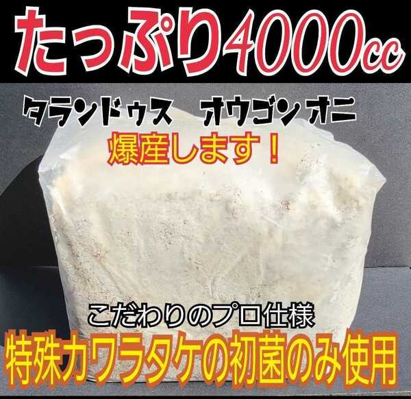 極上！カワラ菌糸ブロック【４個】4000cc　 トレハロース強化配合 　タランドゥスやオウゴンオニクワガタ・レギウスの大型化、産卵に抜群！