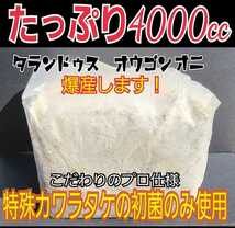 極上！カワラ菌糸ブロック【４個】4000cc トレハロース強化配合 　タランドゥスやオウゴンオニクワガタ・レギウスの大型化、産卵に抜群！_画像3