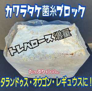 極上☆カワラタケ菌糸ブロック 4000cc クヌギ１００％原料・1番菌のみ使用 タランドゥスやオウゴンオニクワガタ・レギウスの大型化に抜群！