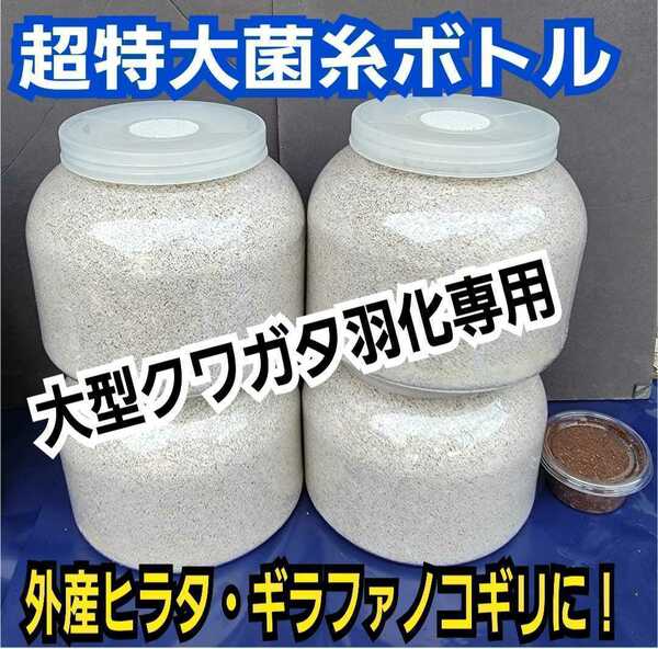 超ビックサイズ　2300ml　ヒマラヤひらたけ菌糸瓶【4本】　外産ヒラタやギラファなど大型クワガタ専用！トレハロース、キトサン強化配合！