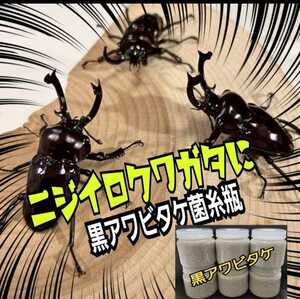 nijiiro рогач . выдающийся! первоклассный чёрный морское ушко take. нить бутылка [8шт.@] особый аминокислота усиленный! цвет насекомое, oo рогач, common ta. первый .,2. личинка тоже ....!
