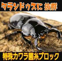 極上！カワラタケ菌糸瓶【4本セット】タランドゥス、オウゴンオニクワガタ、レギウスに！トレハロース・キトサン・ローヤルゼリー強化配合_画像5